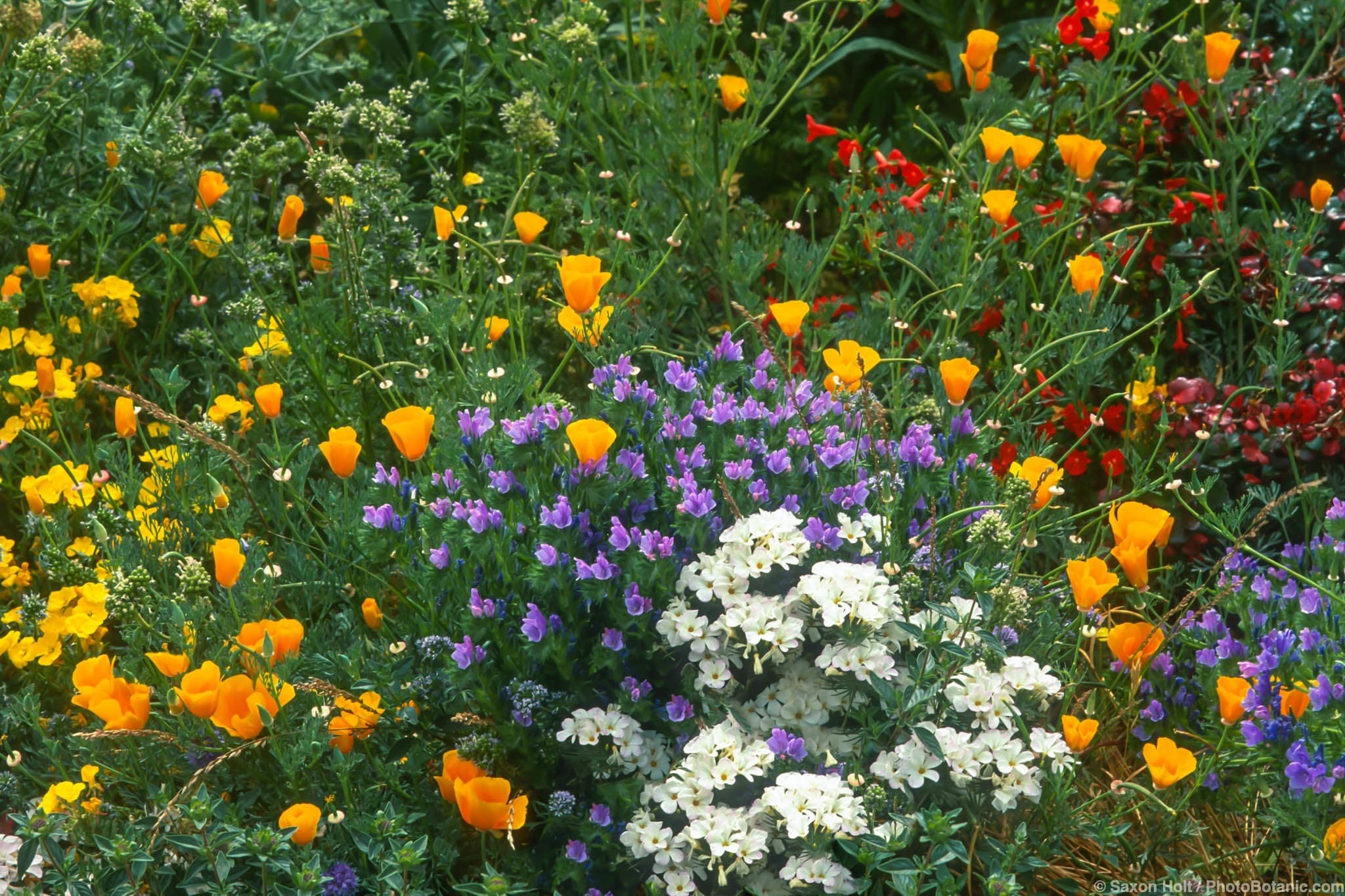 Linanthus grandiflorus