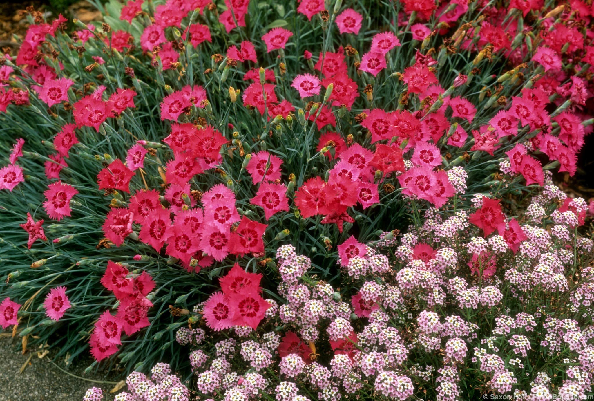 Dianthus gratianopolitanus