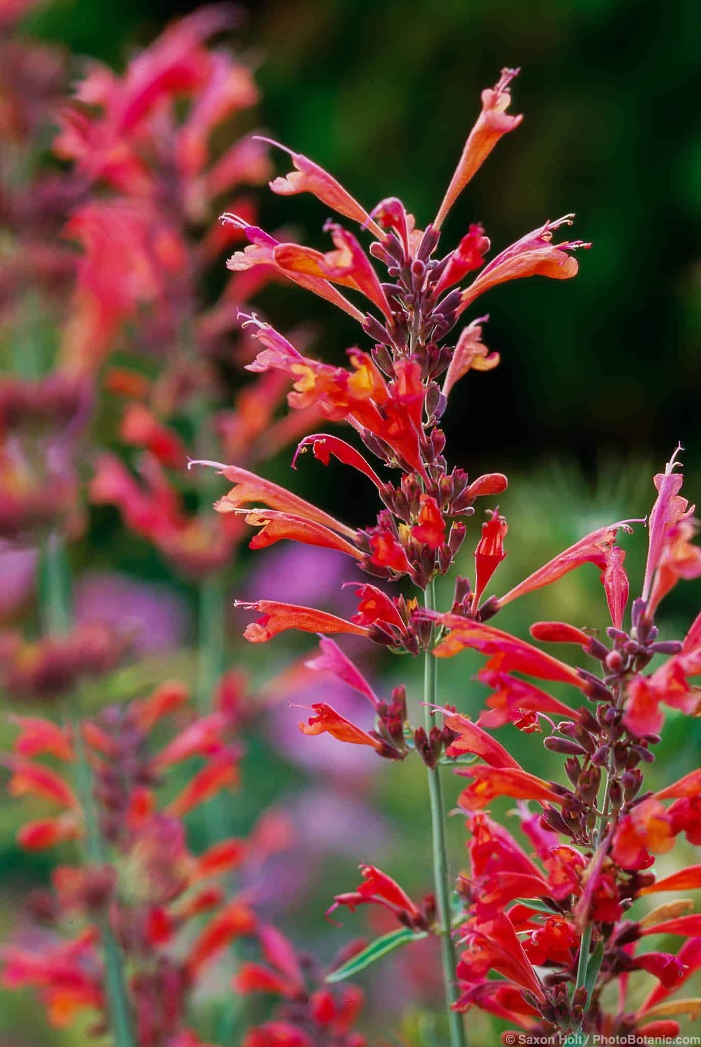 Agastache rupestris