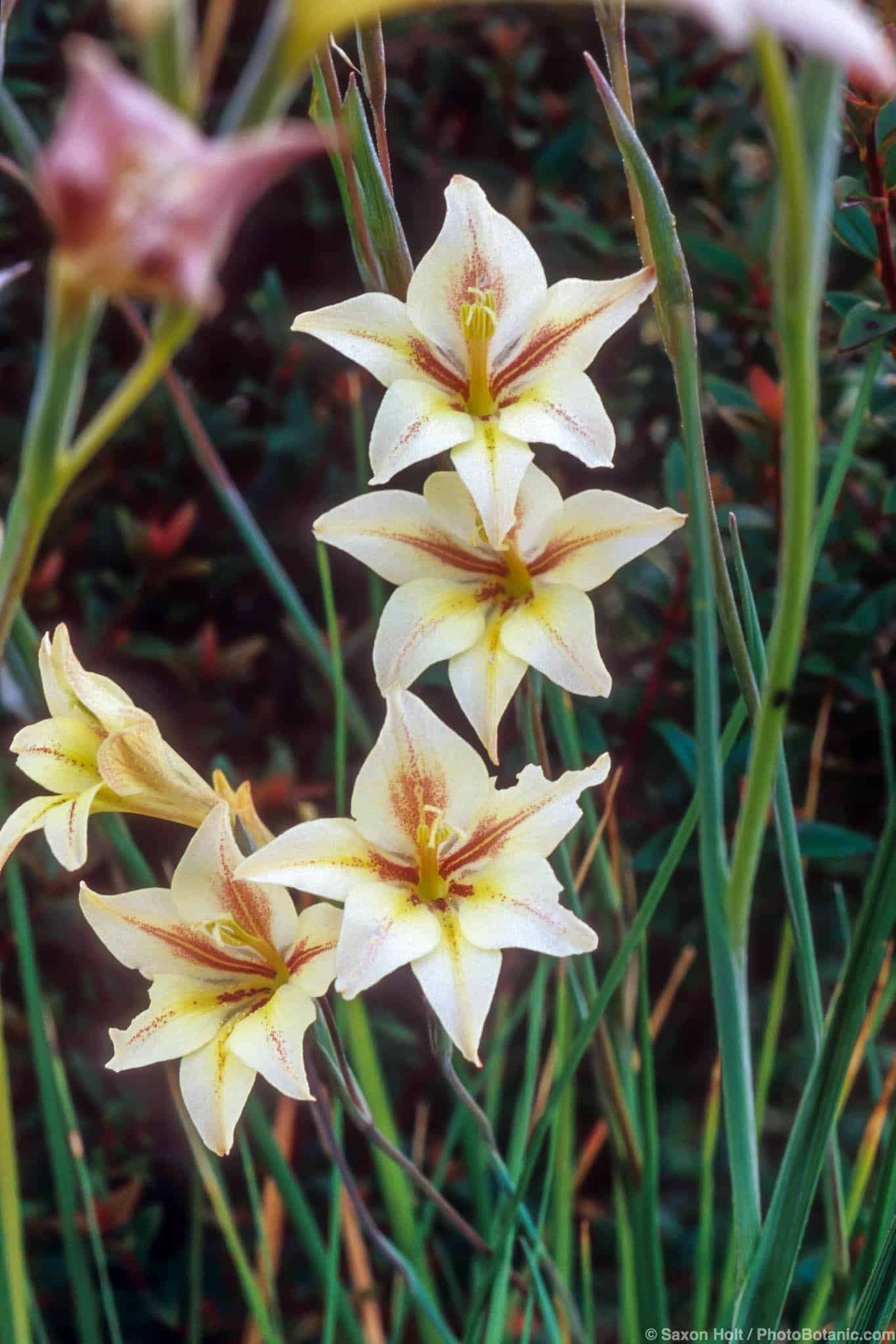 Gladiolus homoglossum x tristis