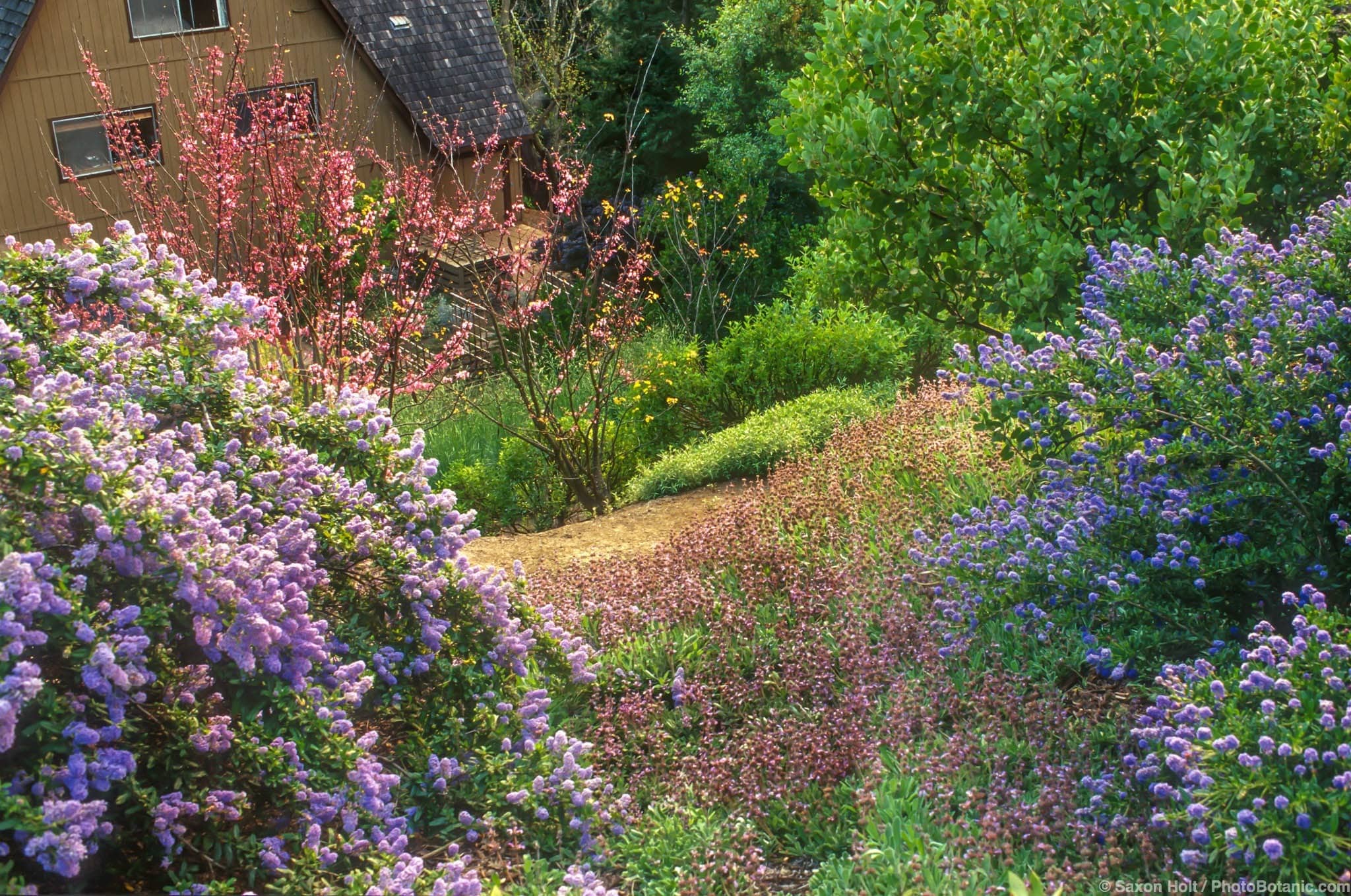 Ceanothus ‘Joyce Coulter’