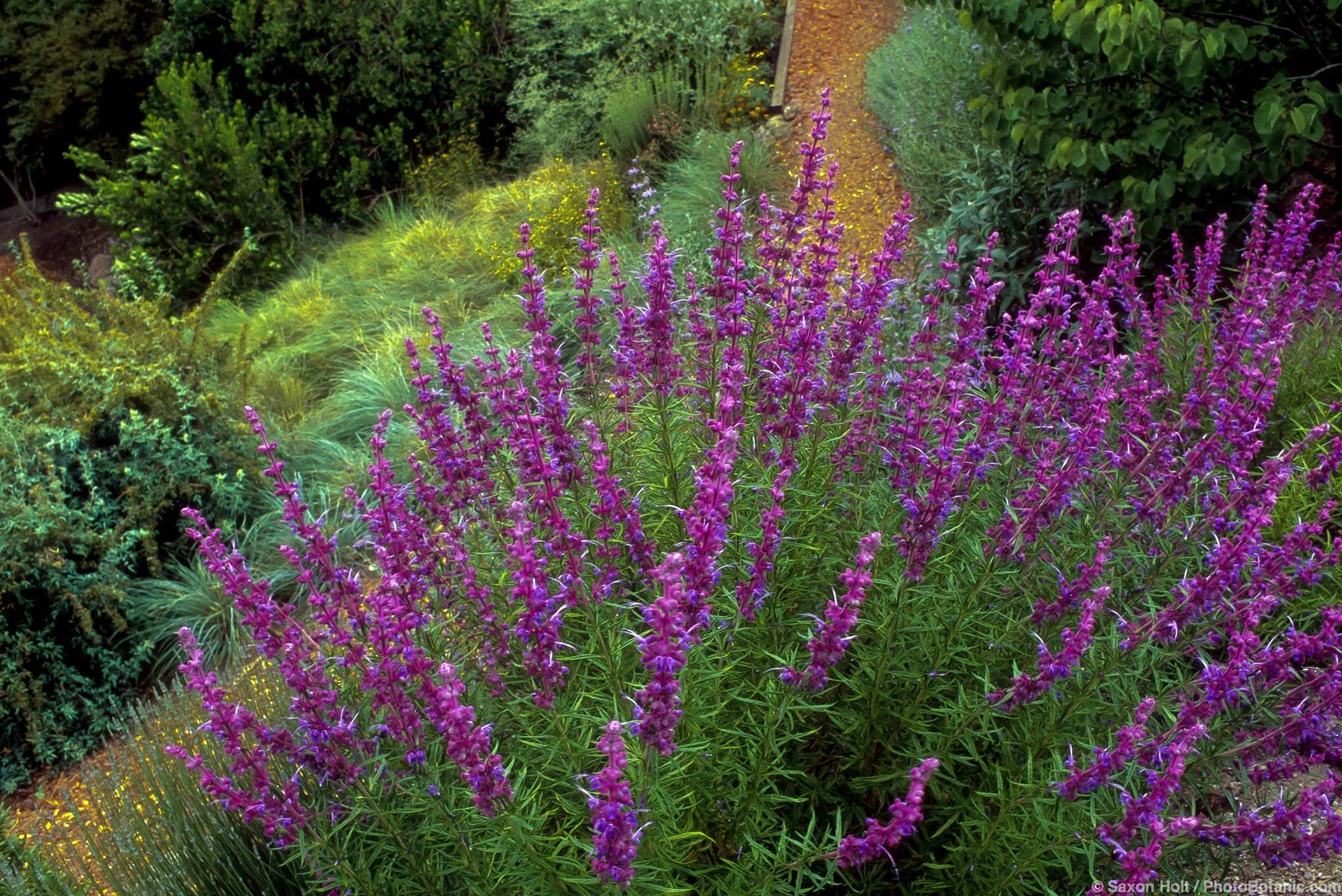 Trichostema lanatum