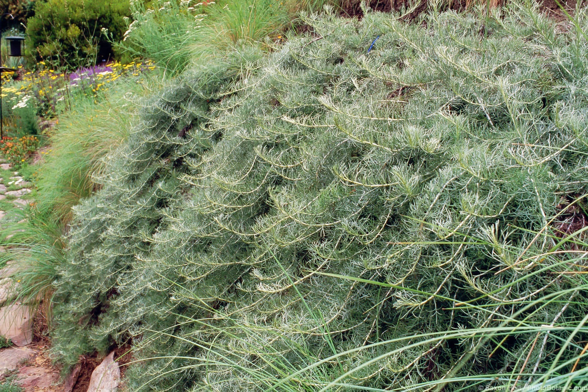 Artemisia californica