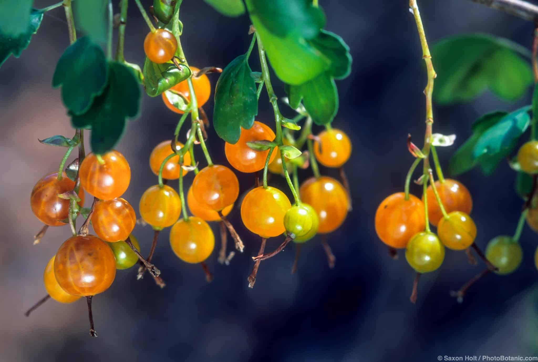 Ribes aureum