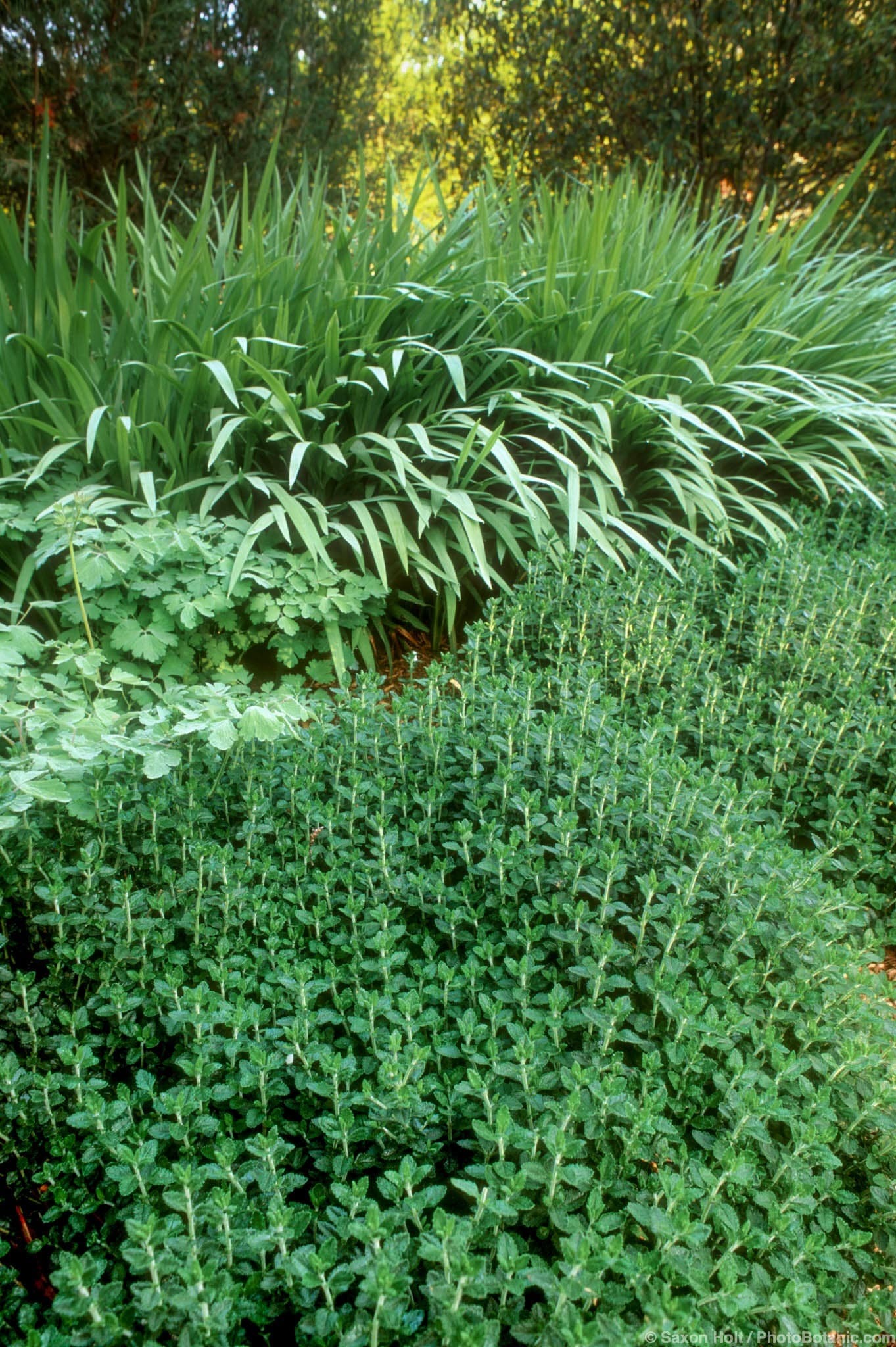 Teucrium x lucidrys