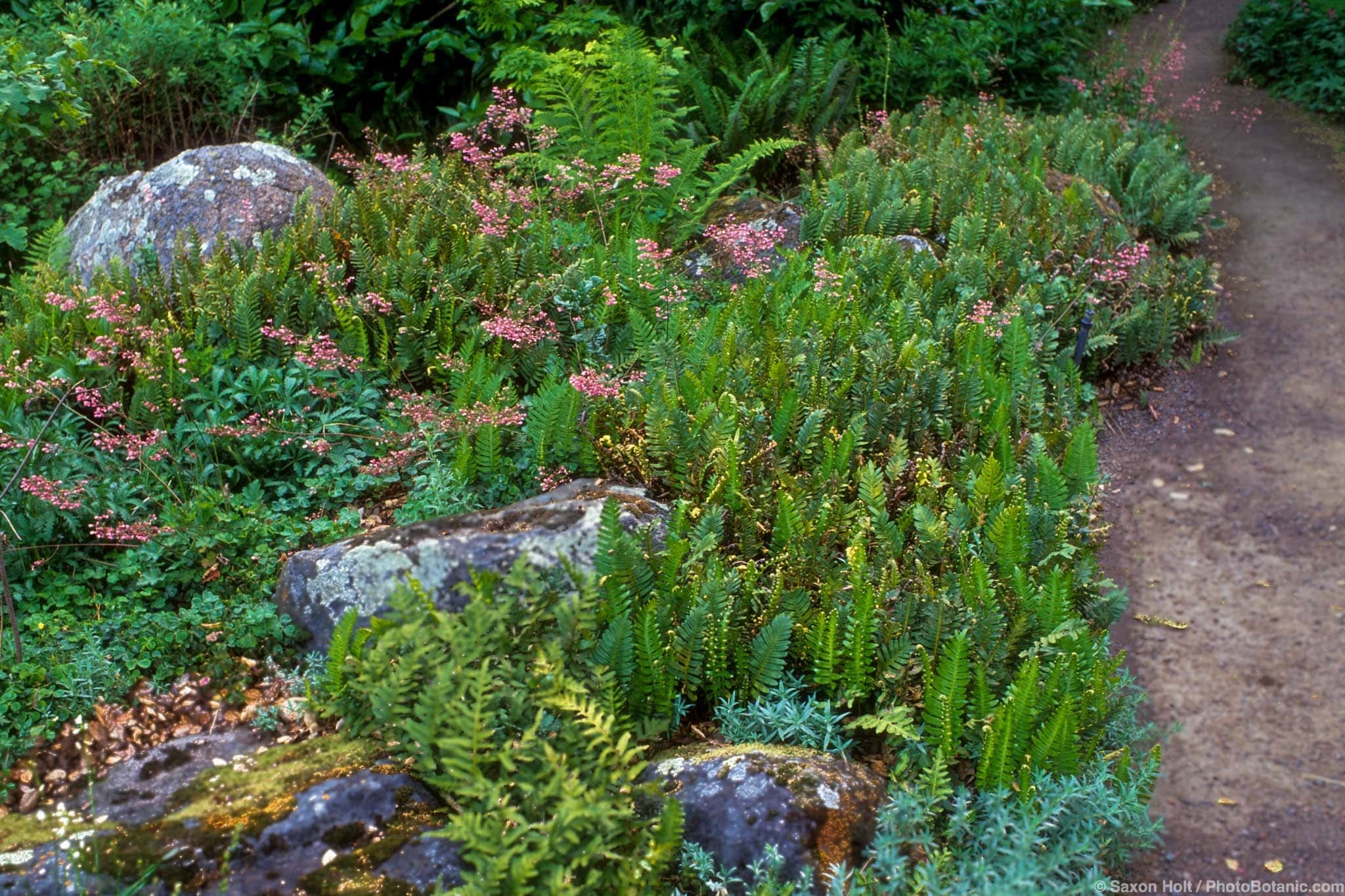 Polypodium californicum