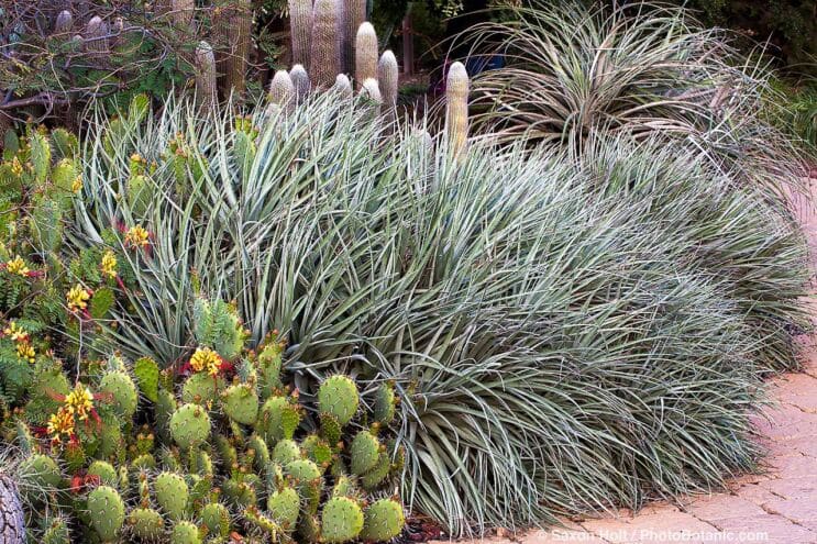 Puya venusta silver foliage bromeliad with Erythrostemon gilliesii, Yellow Bird-of-Paradise with Los Angeles County Arboretum