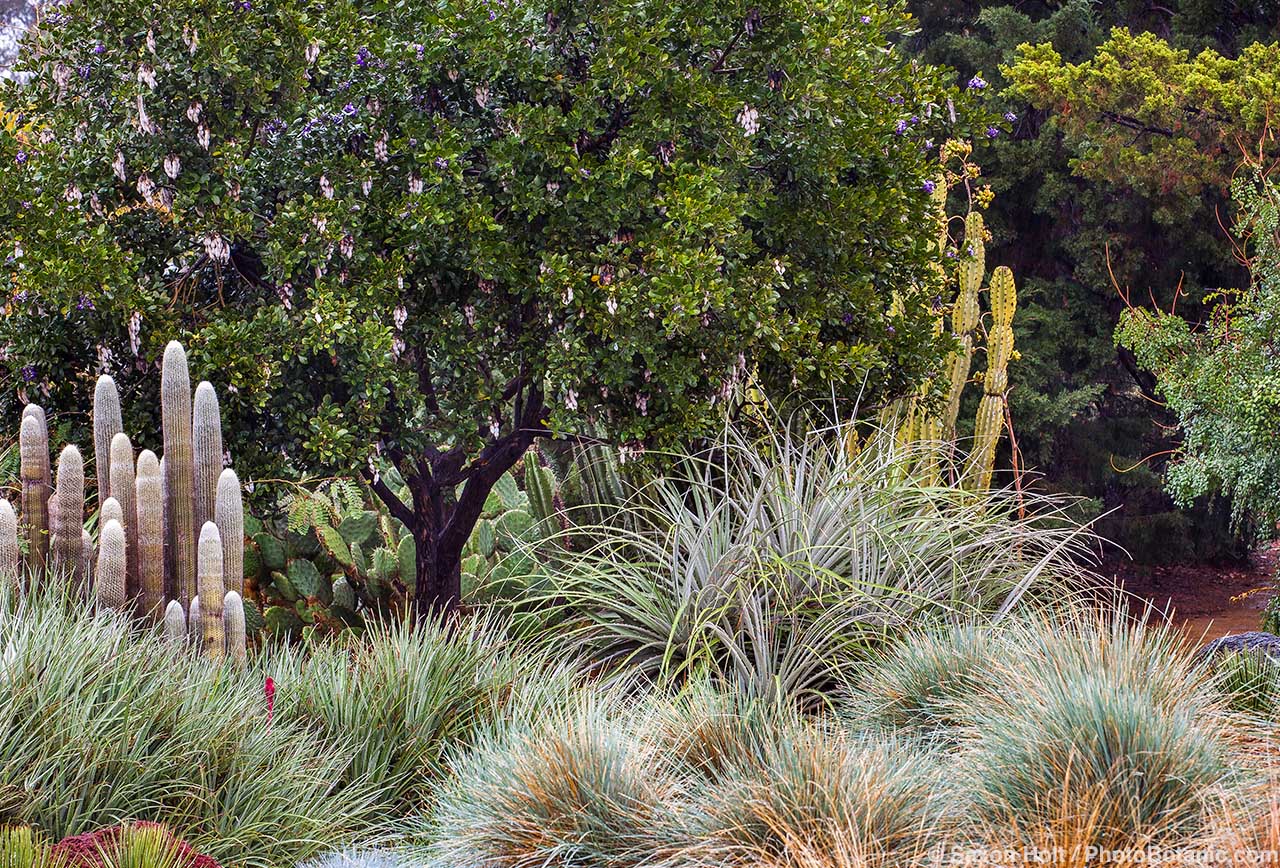 Dermatophyllum secundiflorum (aka Sophora secundiflora) Texas Mountain Laurel or Mescal bean, small evergreen drought tolerant tree with Blue Oat Grass, Puya and cactus in dry border; in Los Angeles County Arboretum