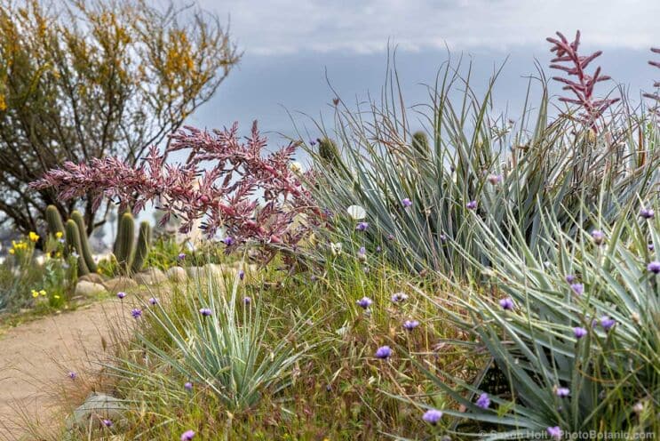 Puya coerulea, silver Puya flowering bromeliad in Chilean section of Ventura Botanical Gardens, California in spring