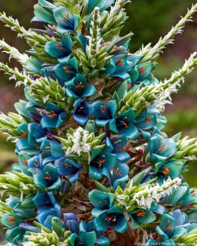 Puya alpestris, Chilean Rock Bromeliad with blue, turquoise green flowers in succulent garden of San Francisco Botanical Garden