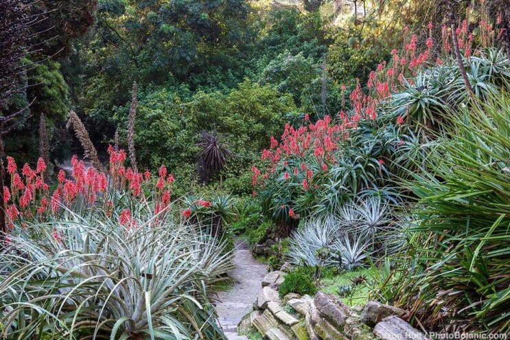 Succulent garden with Puya and flowering Aloe in San Francisco Botanical Garden