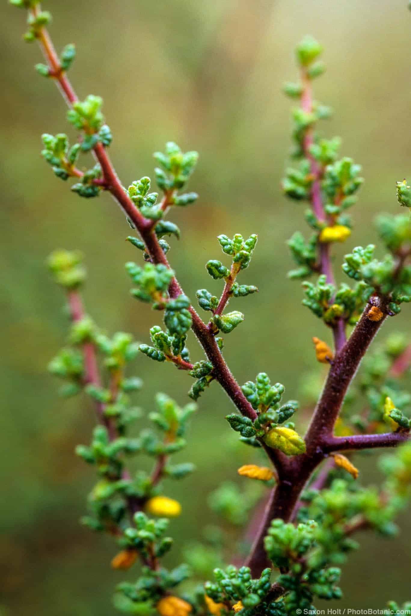 Ceanothus impressus