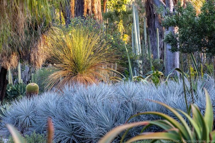 Dasylirion longissimum with silver gray foliage of Puya coerulea in morning light in the Desert Garden section of the Botanical Gardens at The Huntington Library; San Marino, California