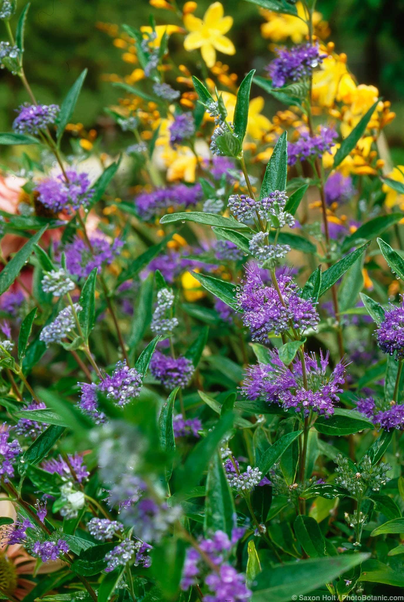 Caryopteris × clandonensis