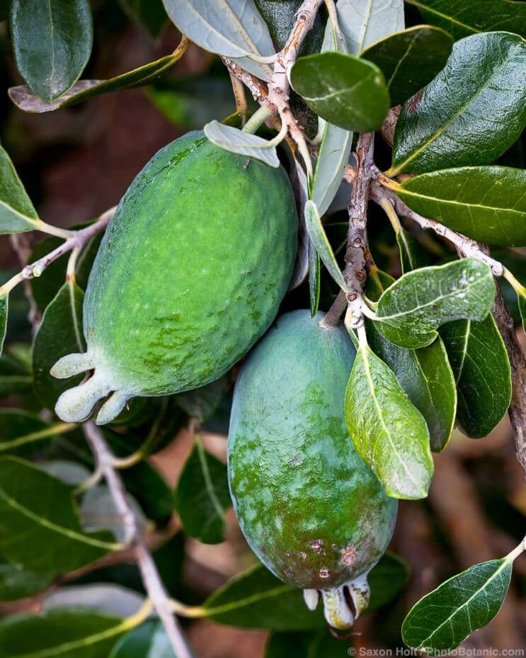 Pineapple Guava, Feijoa sellowiana, ripe fruit on tree