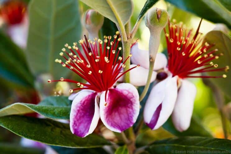 Pineapple guava, Feijoa sellowiana (Acca sellowiana) drought tolerant shrub with edible flowers in California garden