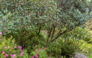 Feijoa sellowiana (Pineapple Guava) pruned as multi-trunk small tree in a summer-dry garden