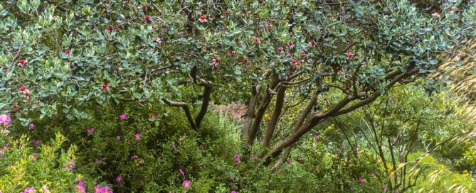 Feijoa sellowiana (Pineapple Guava) pruned as multi-trunk small tree in a summer-dry garden