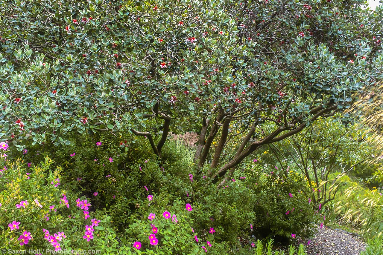 Feijoa sellowiana (Pineapple Guava) pruned as multi-trunk small tree in a summer-dry garden