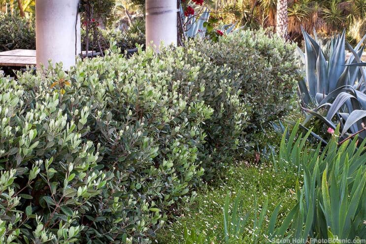 Acca sellowiana, syn. Feijoa sellowiana (Pineapple Guava) hedge, Huntington Botanic Garden