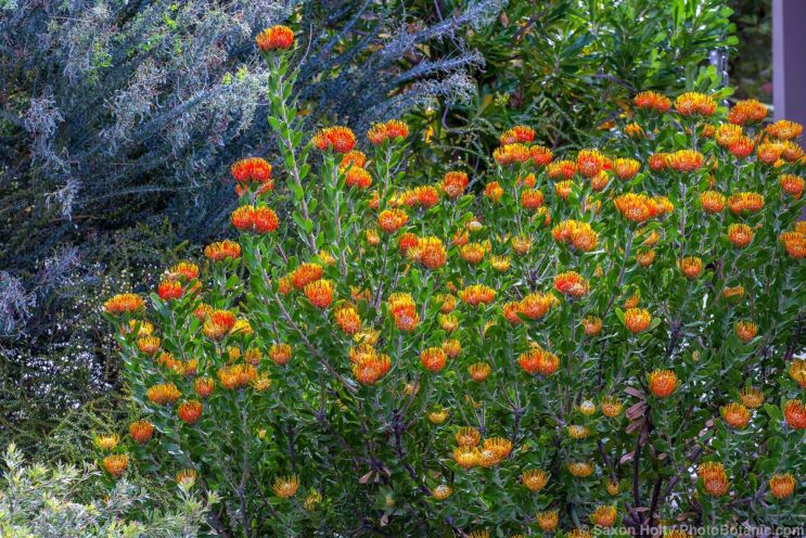 Leucospermum praecox 'Patricia' in California summer-dry garden with Australian plants; design Jo O'Connell