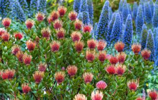 Leucospermum cordifolium 'Scarlet Ribbon' (Pincushion Protea), orange flowering shrub with Echium in Diana Magor Garden