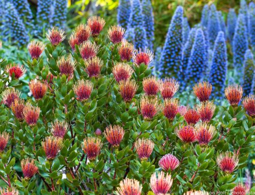 Leucospermums