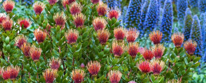 Leucospermum cordifolium 'Scarlet Ribbon' (Pincushion Protea), orange flowering shrub with Echium in Diana Magor Garden