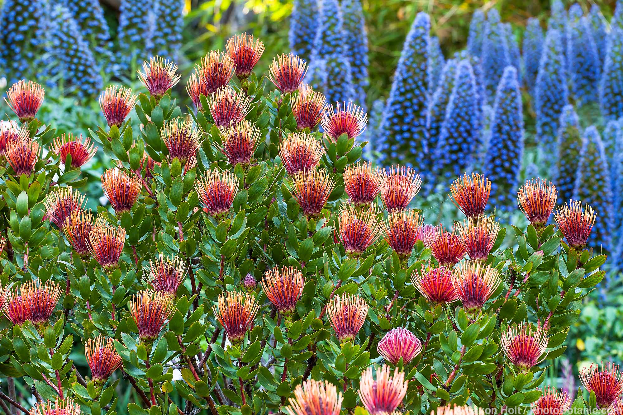 Leucospermum cordifolium 'Scarlet Ribbon' (Pincushion Protea), orange flowering shrub with Echium in Diana Magor Garden