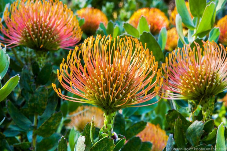 Leucospermum cordifolium 'California Sunshine' flowering in San Francisco Botanical Garden