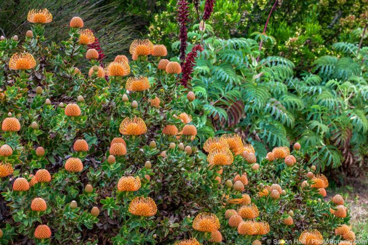 Leucospermum cordifolium orange flowering Australian Nodding Pincushion shrub in UC Santa Cruz Arboretum and Botanic Garden with Melianthus major - Honey Bush