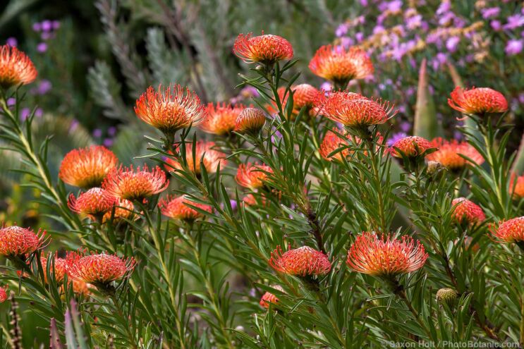 Leucospermum 'Succession' orange flowering Pincushion Protea South African shrub; Ruth Bancroft Garden