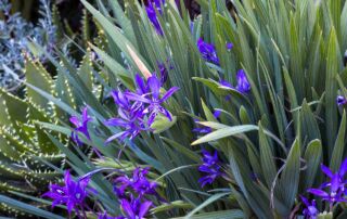 Babiana framesii (Baboon Flower), flowering bulb in South African section of University of California Berkeley Botanic Garden