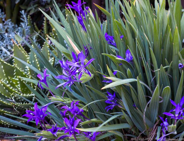 Babiana framesii (Baboon Flower), flowering bulb in South African section of University of California Berkeley Botanic Garden