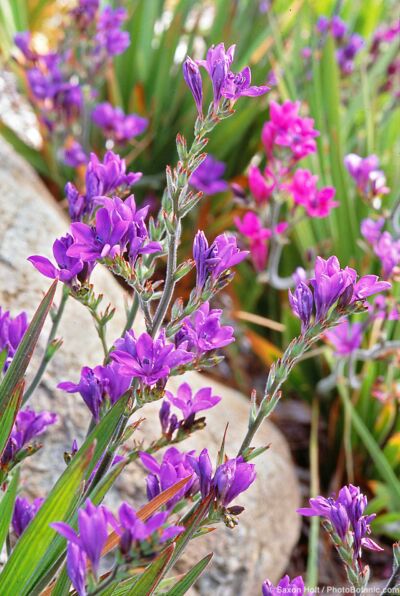 Babiana stricta, South African bulb flowering in California garden