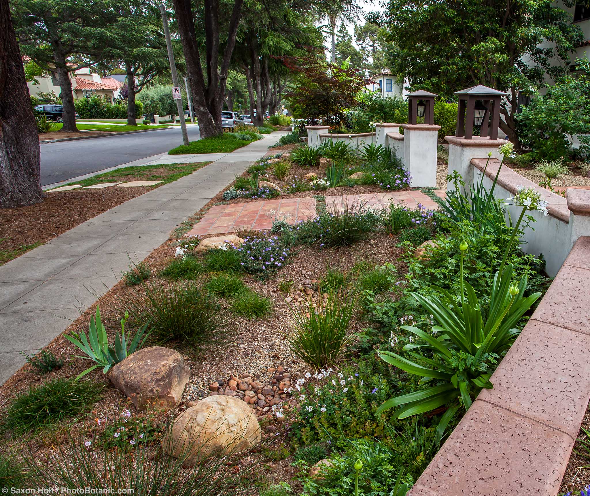 Front yard rain garden designed by Urban Water Group; Rose garden, Santa Monica, California