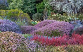 Ericas from South Africa (in the Heather Garden), Mendocino Coast Botanical Garden