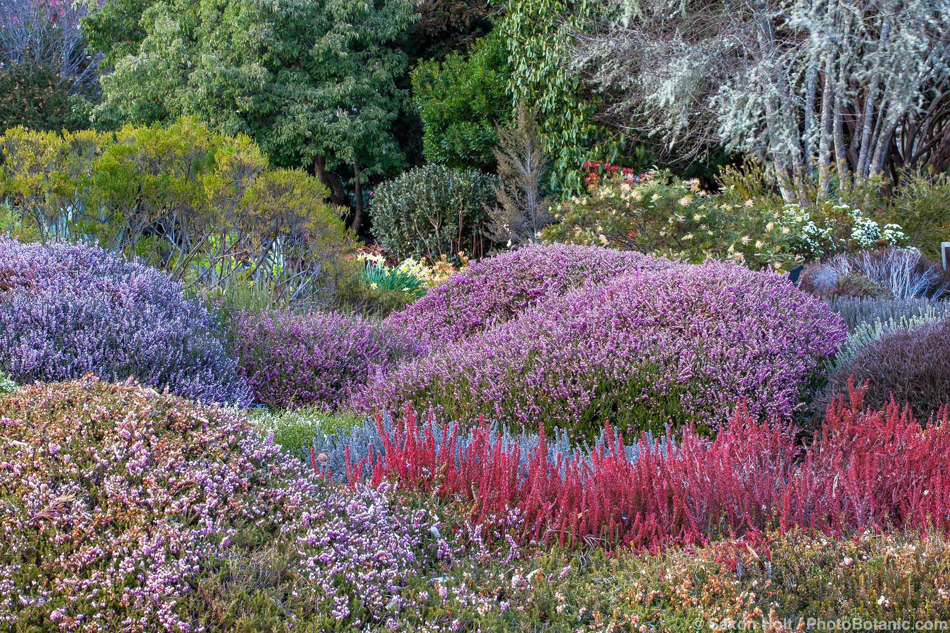 Ericas from South Africa (in the Heather Garden), Mendocino Coast Botanical Garden