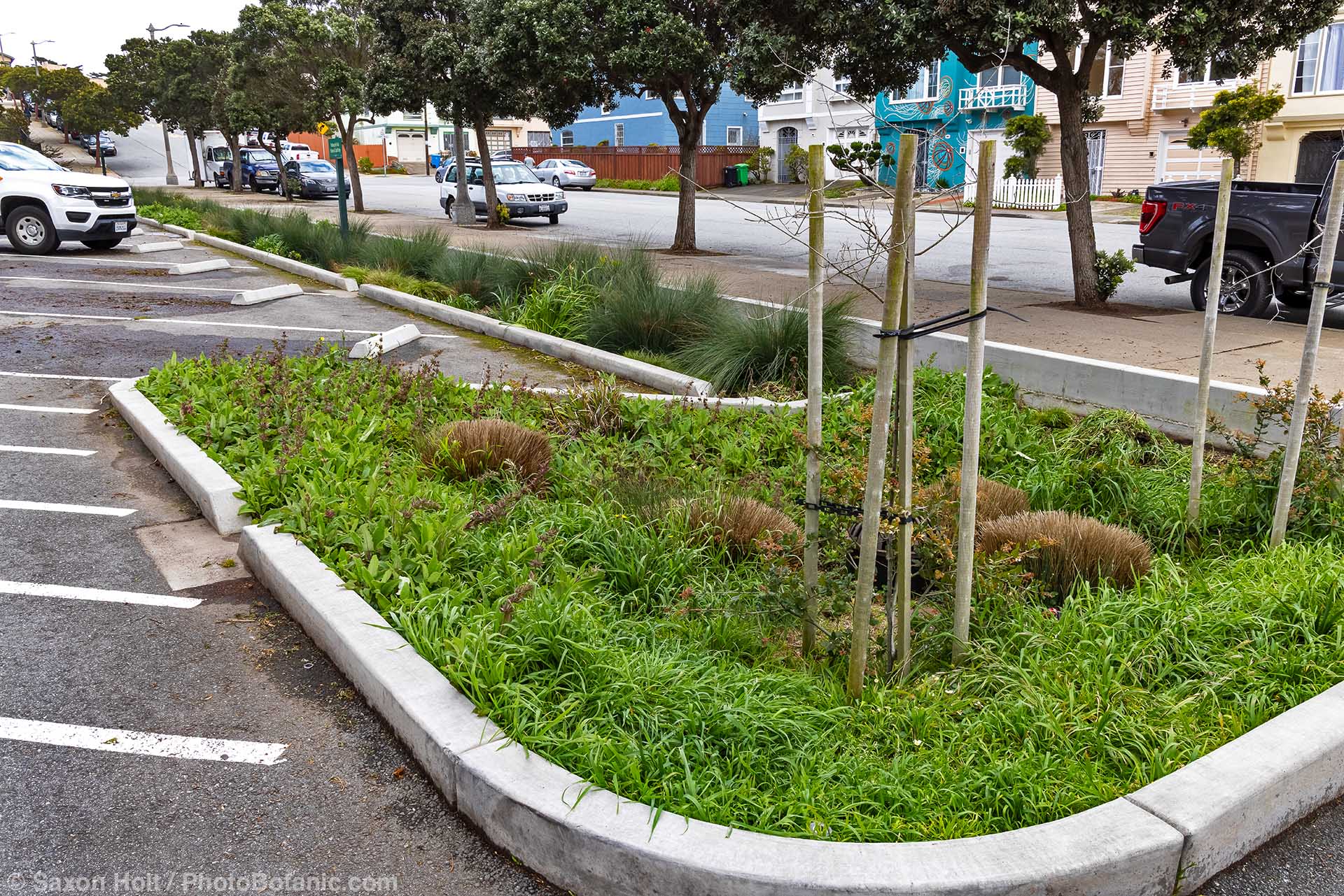 Urban green infrastucture rain garden bioswale by parking lot and sidewalk with curb cuts for water percolation into native plant garden