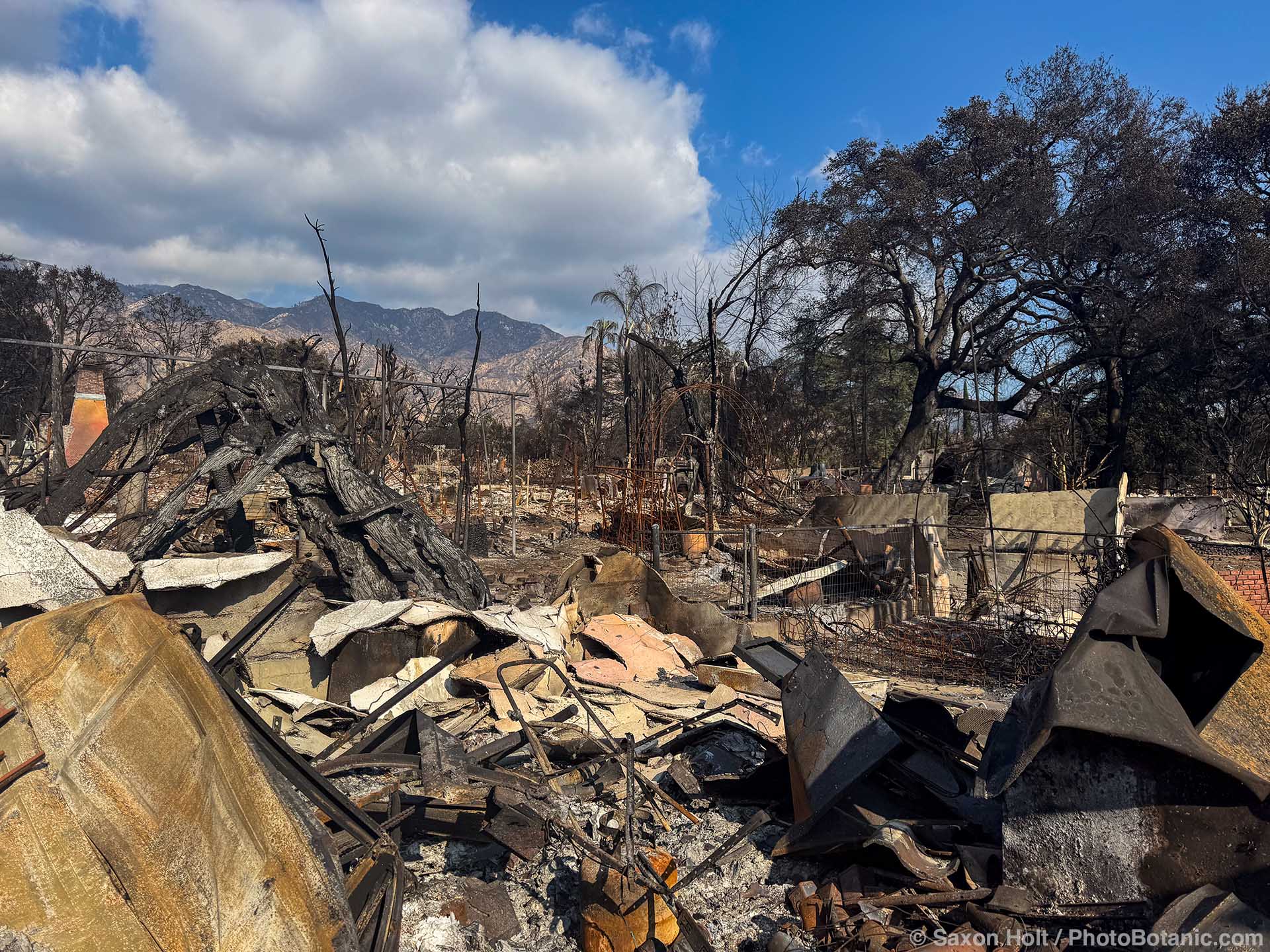 Altadena fire destruction with surviving Oak trees