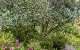 Feijoa sellowiana (Pineapple Guava) pruned as multi-trunk small tree in a summer-dry garden|Pineapple Guava