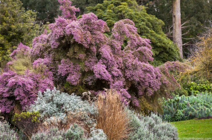 Erica canaliculata, Christmas Heather in border with grasses, silver foliage Tree Wormwood and Lavender; San Francisco Botanical Garden