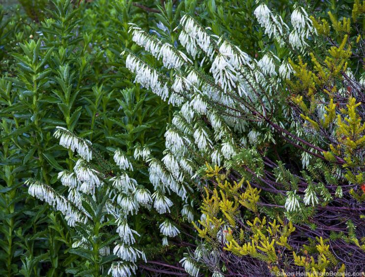 Erica mamossa, white flowering Nine-pin Heath South African shrub in San Francisco Botanical Garden