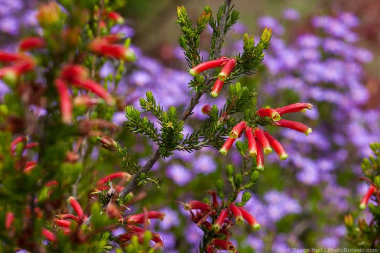 Erica speciosa, red flowering shrub Cape Heath from South Africa