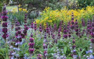 Hummingbird Sage - Salvia spathacea