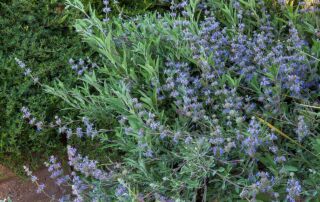 Salvia x 'Bee's Bliss' - Salvia 'Bee's Bliss'|Salvia x 'Bee's Bliss' - Salvia leucophylla 'Point Sal'