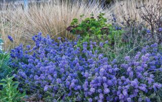 Ceanothus 'Valley Violet' - Ceanothus maritimus ‘Valley Violet’ at  University of California Davis Arboretum