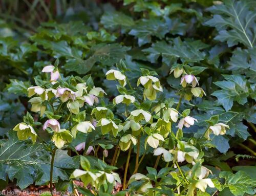 Helleborus 101