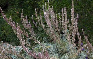 California white sage