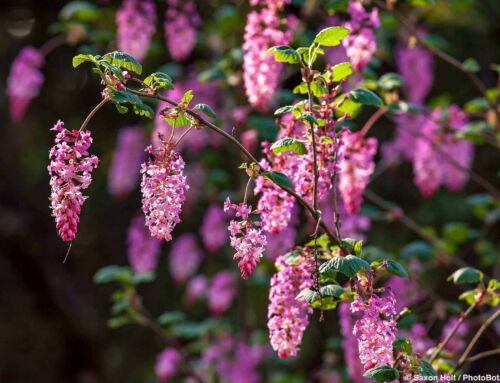 Ornamental Currants and Gooseberries